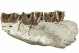 Fossil Running Rhino (Hyracodon) Jaw Section - South Dakota #232226-2